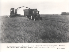 [Zbiór owsa z pola w Bartążku]