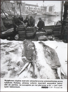 [W porcie rybackim w Ustce]