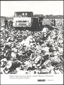 [Na plantacji kapusty w Jonkowie]