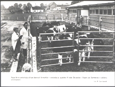 [W zakładzie PGR w Lubajnach]