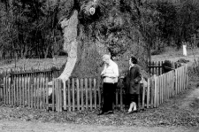 [Dąb Bażyńskiego w Kadynach]