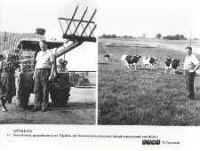 11. Wspólnota : specjalnością gospodarstw braci Pałysków jest hodowla krów mlecznych, których mają przeszło czterdzieści