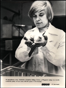 W największym w woj. olsztyńskim Zakładzie Wylęgu Drobiu w Mrągowie wylęga sie rocznie 6.200.000 pisklat : w tym około 100.000 gęsiąt i 6 mln. kurcząt