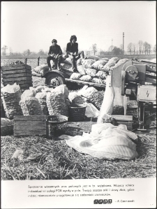 Spiętrzenie wiosennych prac polowych jest w br. wyjątkowe : wszyscy rolnicy indywidualni i załogi PGR : trwają jeszcze orki i siewy zbóż, gdzie indziej równocześnie przygotowuje się sadzeniaki ziemniaków