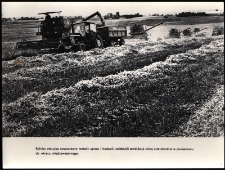 Rolnicy stosując nowoczesne metody upraw i hodowli, zwiększyli produkcję rolną czterokrotnie w stosunku do okresu międzywojennego