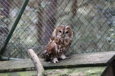 Puszczyk w wolierze s&oacute;w w Ośrodku Rehabilitacji Ptak&oacute;w Dzikich w Bukwałdzie. [1]