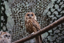 Puszczyk w wolierze s&oacute;w w Ośrodku Rehabilitacji Ptak&oacute;w Dzikich w Bukwałdzie. [2]