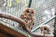 Puszczyki w wolierze s&oacute;w w Ośrodku Rehabilitacji Ptak&oacute;w Dzikich w Bukwałdzie. [1]