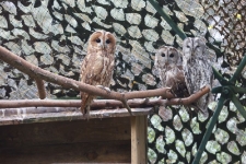 Puszczyki w wolierze s&oacute;w w Ośrodku Rehabilitacji Ptak&oacute;w Dzikich w Bukwałdzie. [2]