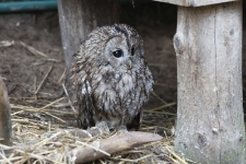 Młody puszczyk w wolierze s&oacute;w w Ośrodku Rehabilitacji Ptak&oacute;w Dzikich w Bukwałdzie. [1]
