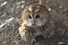 Puszczyk w wolierze s&oacute;w w Ośrodku Rehabilitacji Ptak&oacute;w Dzikich w Bukwałdzie. [3]