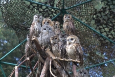 Puszczyki w wolierze s&oacute;w w Ośrodku Rehabilitacji Ptak&oacute;w Dzikich w Bukwałdzie. [3]