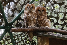 Puszczyki w wolierze s&oacute;w w Ośrodku Rehabilitacji Ptak&oacute;w Dzikich w Bukwałdzie. [4]