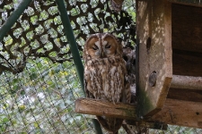 Puszczyki w wolierze s&oacute;w w Ośrodku Rehabilitacji Ptak&oacute;w Dzikich w Bukwałdzie. [5]