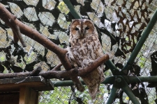 Puszczyk w wolierze s&oacute;w w Ośrodku Rehabilitacji Ptak&oacute;w Dzikich w Bukwałdzie. [4]