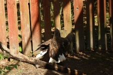 Bieliki Jorge i Mieczysław. [1]