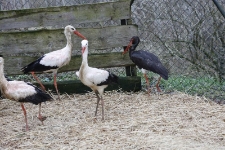 Bocian czarny i bociany białe w wolierze.