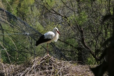 Bocian na gnieździe. [1]