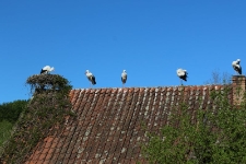 Bociany na dachu. [1]