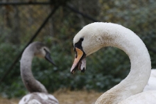 Łabędź Borys. [1]