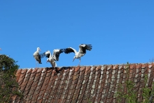 Bociany na dachu. [2]