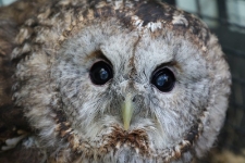 Portret puszczyka. [1]