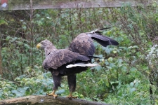 Bielik Mieczysław. [1]