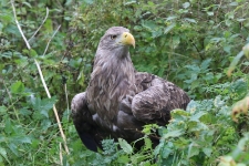 Bielik Mieczysław. [2]