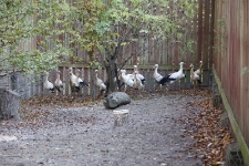 Bociany w wolierze ćwiczebnej. [1]