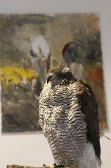 Jastrzębica Gaja. [1]