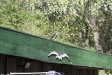 Jastrząb na dachu. [1]