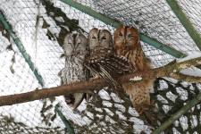 Puszczyki w wolierze s&oacute;w w Ośrodku Rehabilitacji Ptak&oacute;w Dzikich w Bukwałdzie zimą. [1]