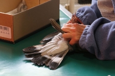 Dr Ewa Rumińska bada poszkodowanego gołębia. [1]