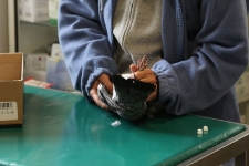 Dr Ewa Rumińska bada poszkodowanego gołębia. [2]