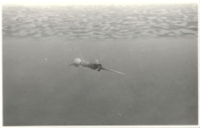 "Marzanna '82" płynie do morza