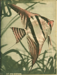 As : ilustrowany magazyn tygodniowy, 1937 (R. 3), nr 37