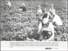 [Młodzież z Finlandii przy zbiorze truskawek w Bęsi]