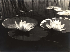 [Lilie wodne na Jeziorze Czos]