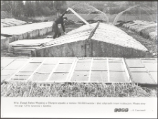 [Szkółka sadzonek kwiatów Zarządu Zieleni Miejskiej w Olsztynie]