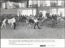 [Aukcja koni w Zalbkach]