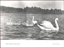 Łabędzia rodzina na jeziorze Ukiel